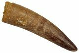 Real Fossil Spinosaurus Tooth - Beautiful Preservation #345439-1